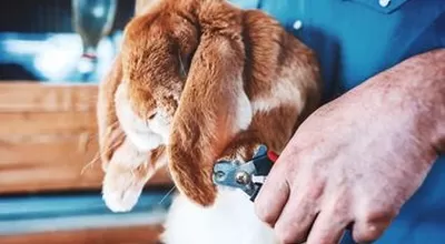 Нужно ли подстригать когти кролику?